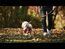 Preview image for the video "50 Jahre (HD-Video)".